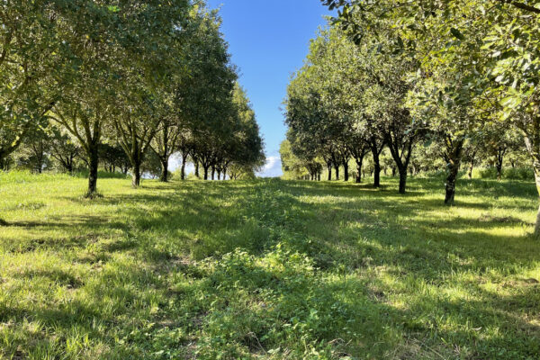 Reduced mow centre strip in macadamias in northern NSW