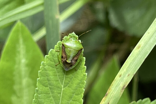 Green stink bug- Plautia affinis