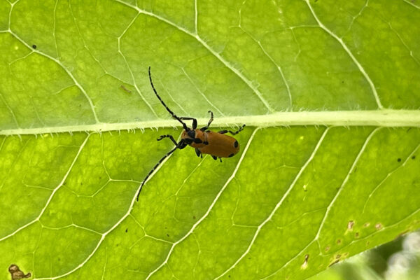 Long-horned beetle (family Cerambycidae) in the inter row cover crop