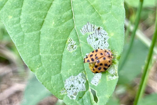 Herbivorous 28-spotted ladybird on this inter row cover crop in a macadamia orchard. This is not a crop pest, but will provide food for insectivorous birds which are great orchard predators