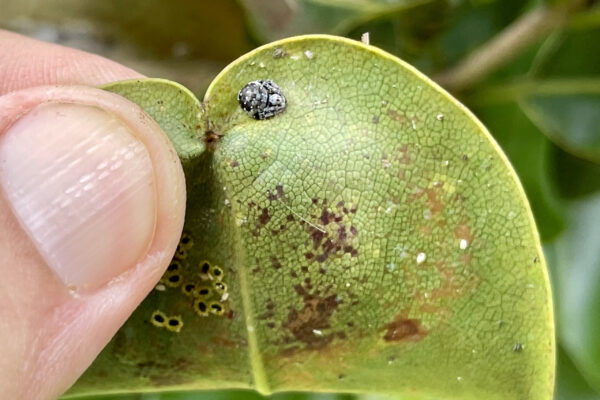 Spider on underside of leaf with various scale and aphids