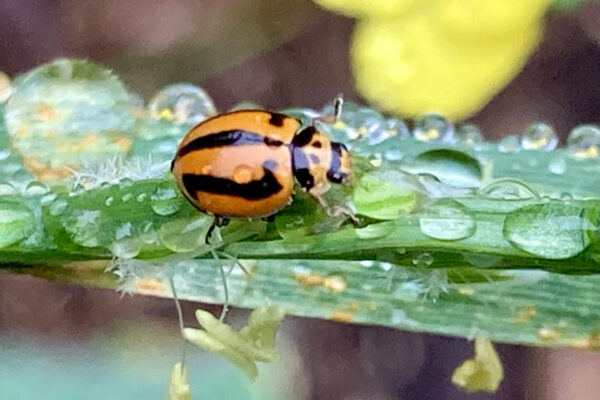 Striped ladybird beetle on inter-row cover crop