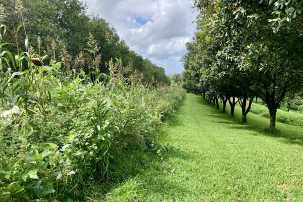 Mix of cover crop species bringing biodiversity into this macadamia orchard in northern NSW