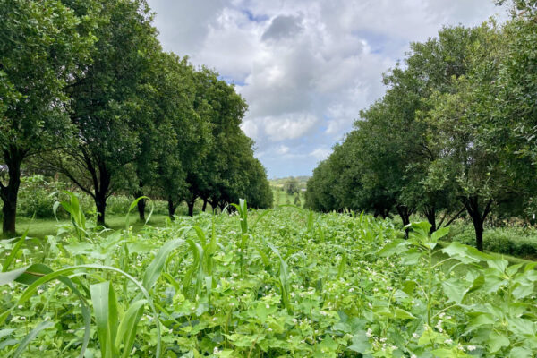 Mixed cover crop species in a macadamia inter row, including buckwheat, sorghum, sunflower and other species
