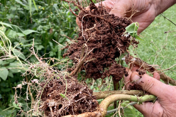 Inspecting root diversity for soil health