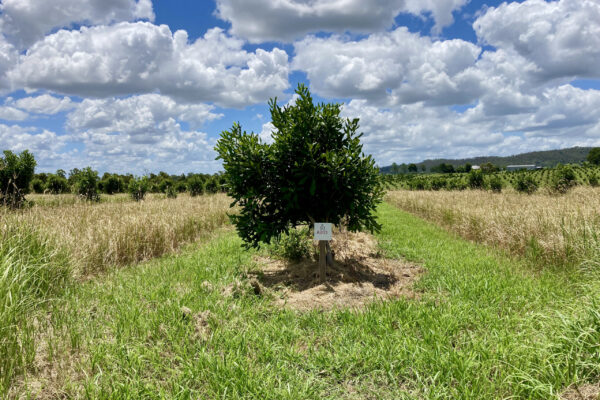 New macadamia orchard block near Gympie