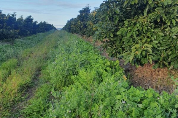 Tillage radish and vetch a component of this cover crop in an avocado orchard