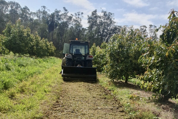 Ground preparation in an avocado orchard for cover cropping