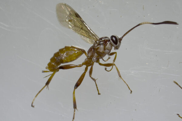 BioResEd entomologists can help you to identify arthropods
