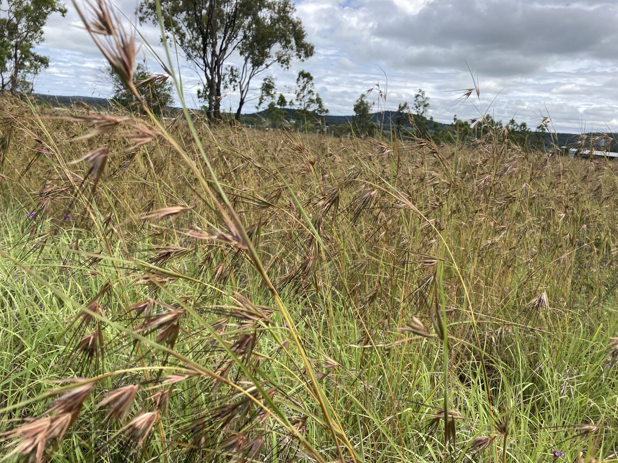 Native grass collecting for on-farm suitability trials